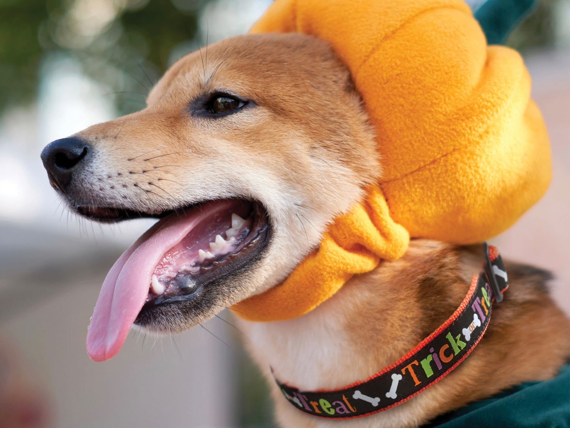 “Howl”oween Tips and Tricks