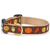 Harvest Time Dog Collar