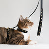 Heart of Gold Cat Harness Set