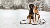 Two dogs in the snow wearing Up Country Heart of Gold Dog Collars Harnesses and Leads