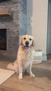 Heart of Gold Dog Harness