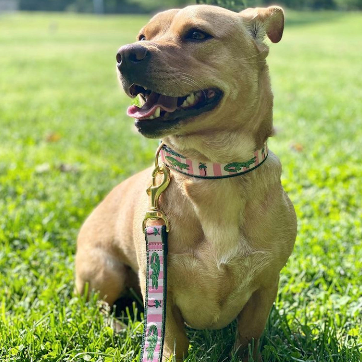 Up Country Alligator Dog Lead Up Country Inc