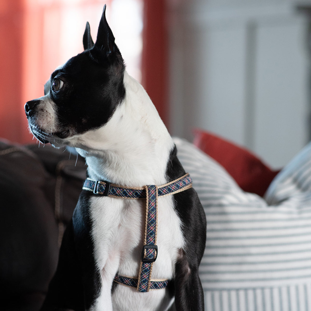 Tartan harness best sale