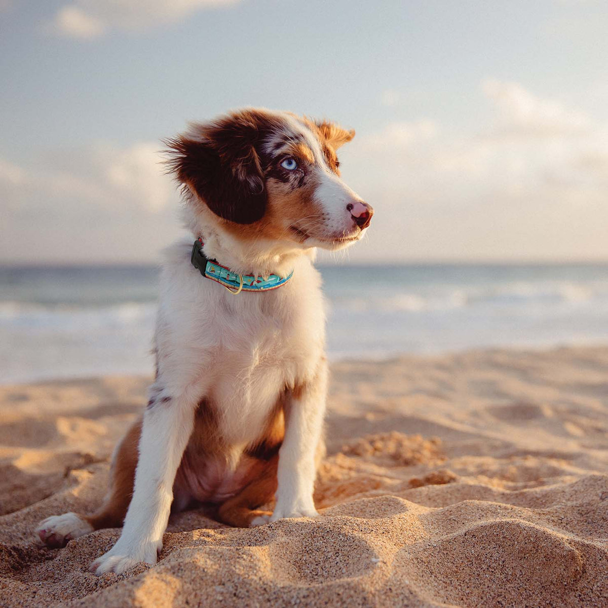 Up Country - Coastal Dog Collar – Up Country Inc
