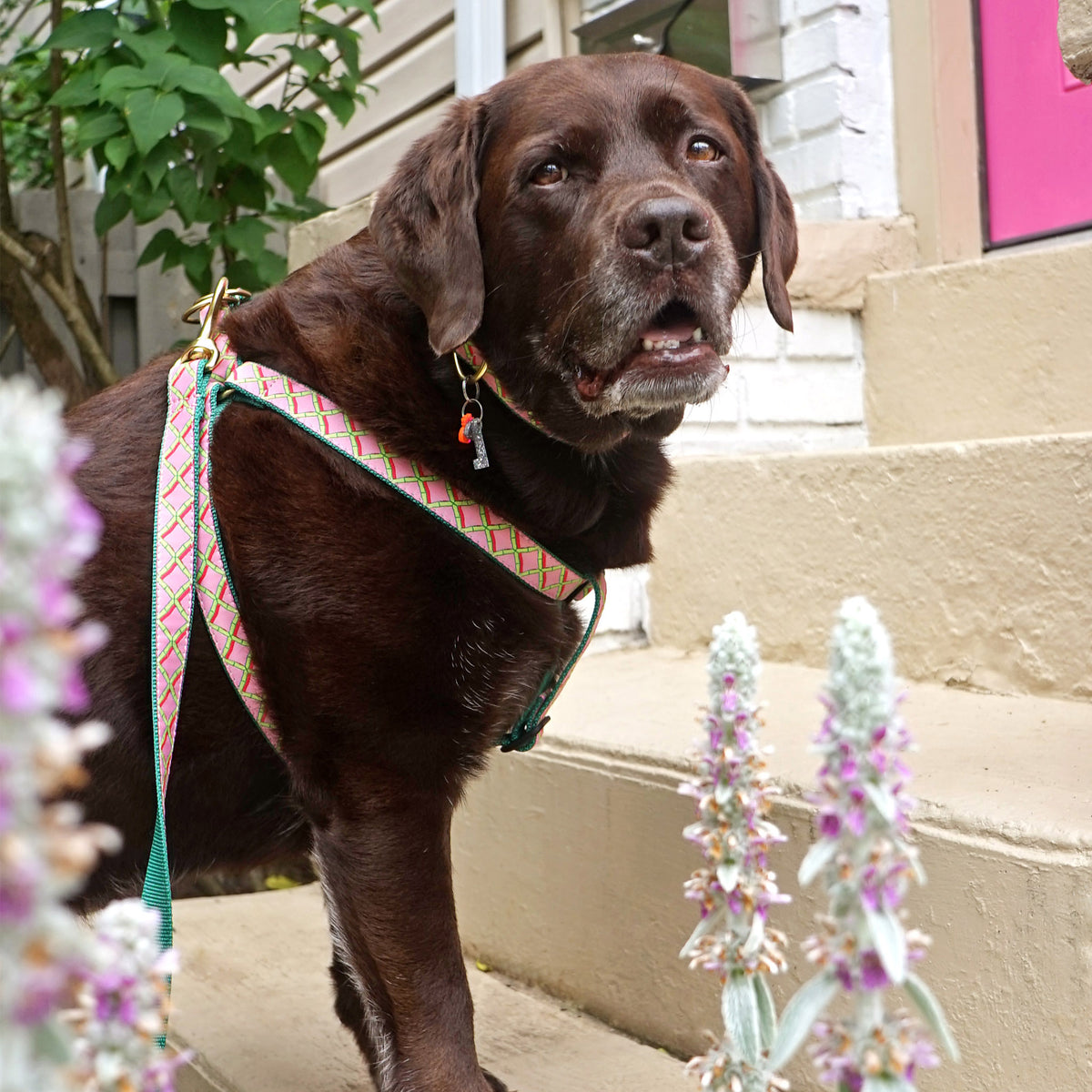 Up Country Coral Gables Dog Collar Up Country Inc