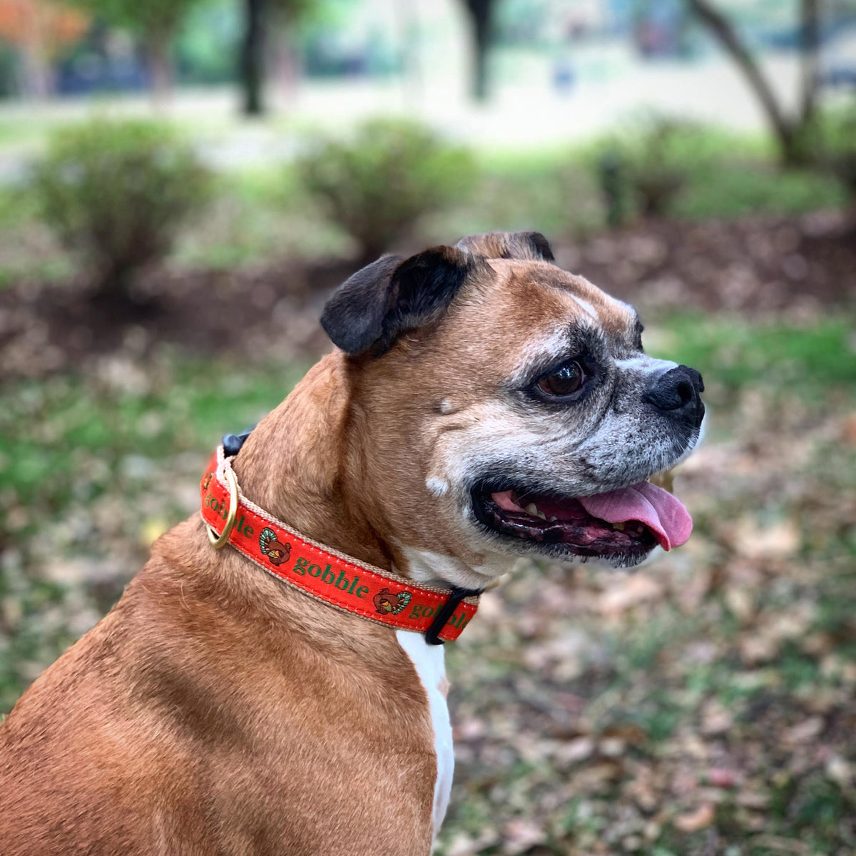Stunning Preventing Gobbling In Dog Breeds image