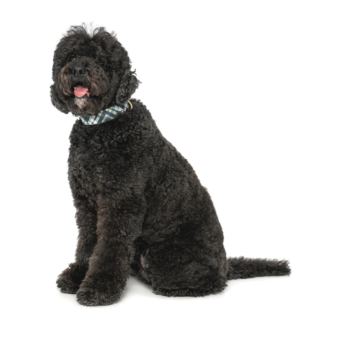 Up Country Gordon Plaid Extra Wide Dog Collar Up Country Inc