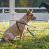 Up Country ribbon Horseshoes Dog Harness and Lead on a cattle dog in a field with a horse