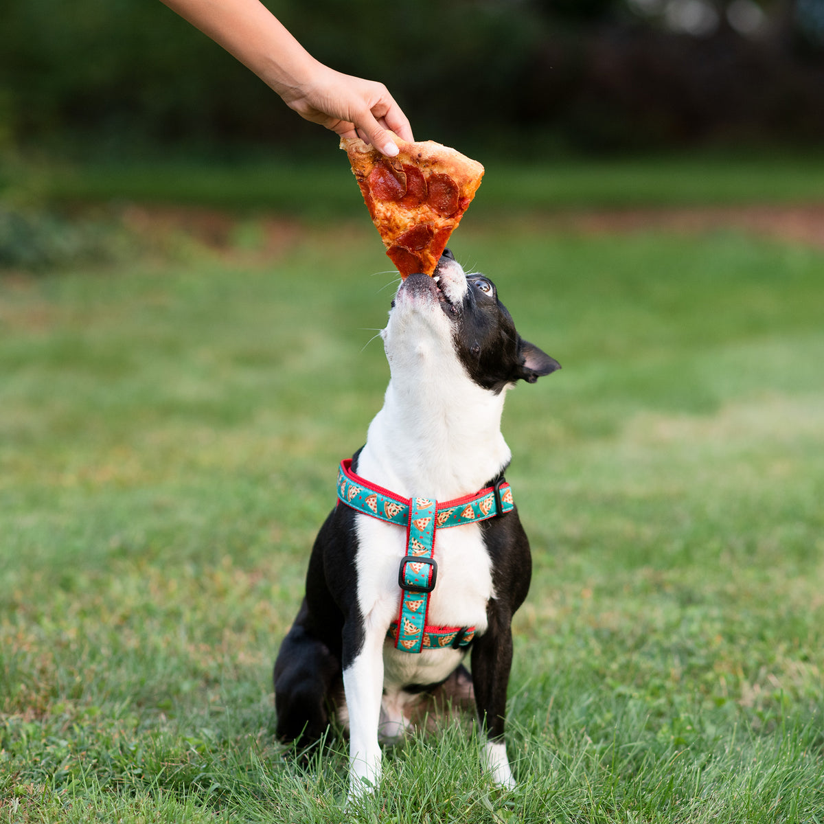 Pizza shop dog harness