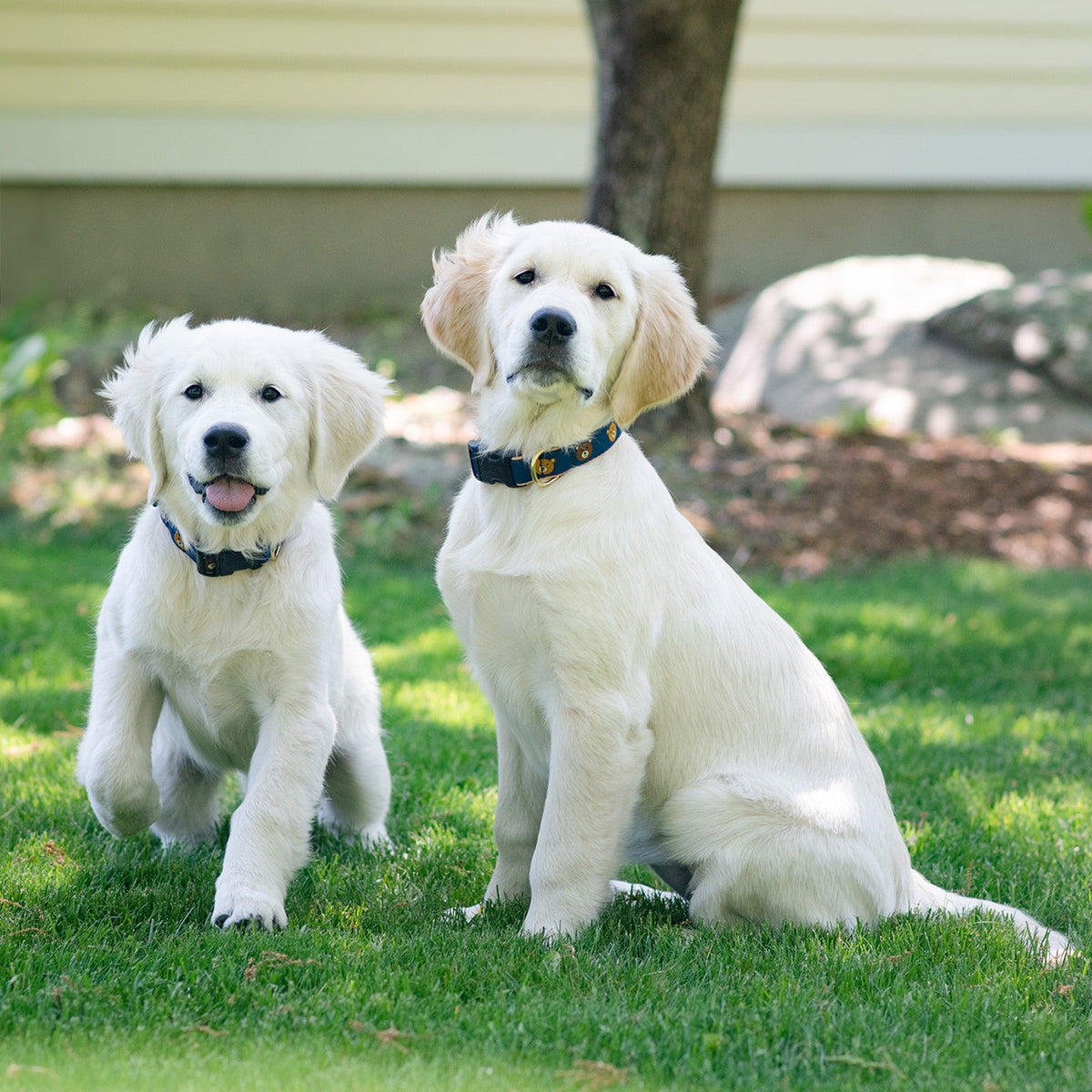 Up Country Teddy Dog Collar Up Country Inc