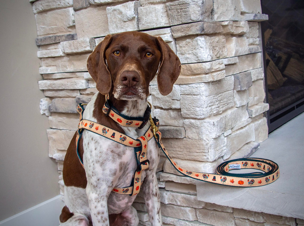 Gsp sales dog accessories