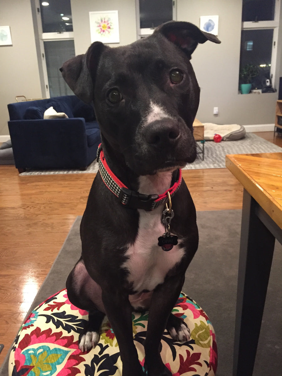 Up Country Classic Black Houndstooth Extra Wide Dog Collar Up