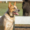 Up Country Horseshoes Dog Collar and Lead on Cattle dog  against a fence. gold horseshoes and green clovers