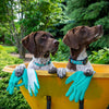 two dogs with collars in wheelbarrow sitting in garden