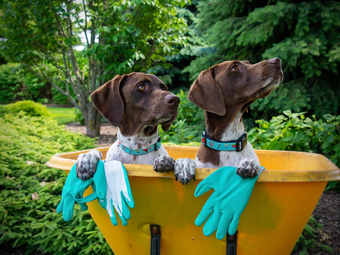 two dogs with collars in wheelbarrow sitting in garden