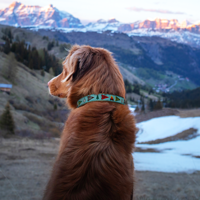 Camp Woof Wide Dog Collar