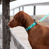 Dolphin Dog Collar