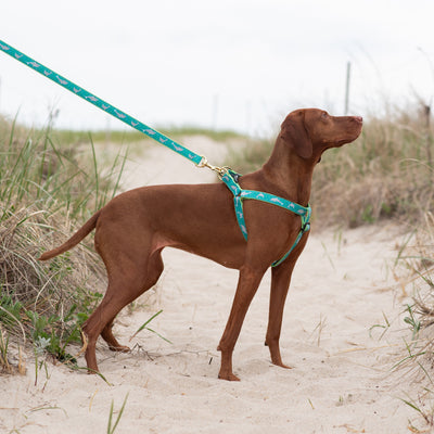 Dolphin Dog Harness