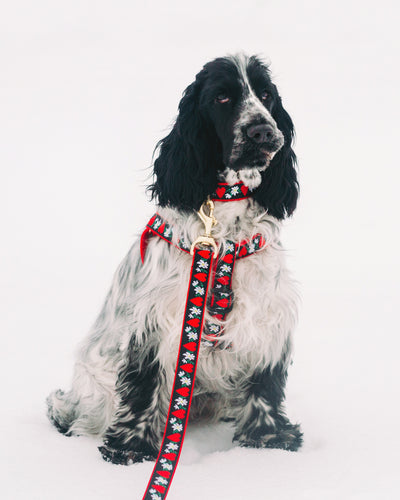 Hearts and Flowers Dog Collar