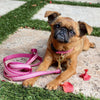 Pink Gingham Small Breed Dog Collar