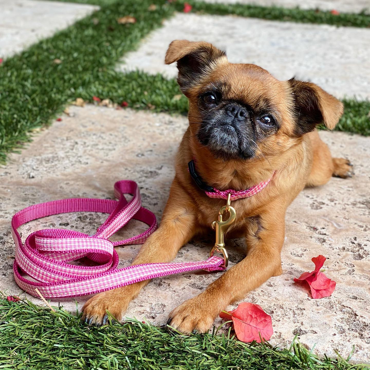 Pink Gingham Small Breed Dog Collar