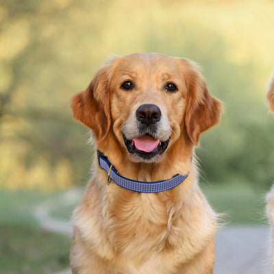Purple Gingham Wide Dog Collar