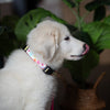 Spring Fever Dog Collar