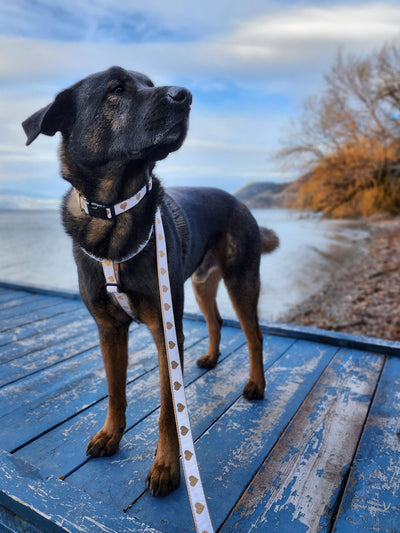 White Heart of Gold Dog Collar