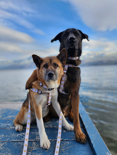 White Heart of Gold Dog Harness