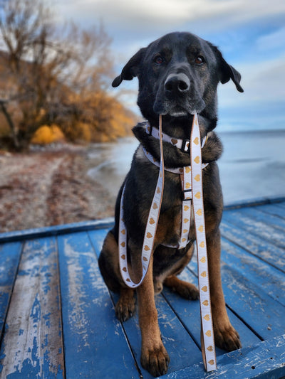 White Heart of Gold Dog Lead