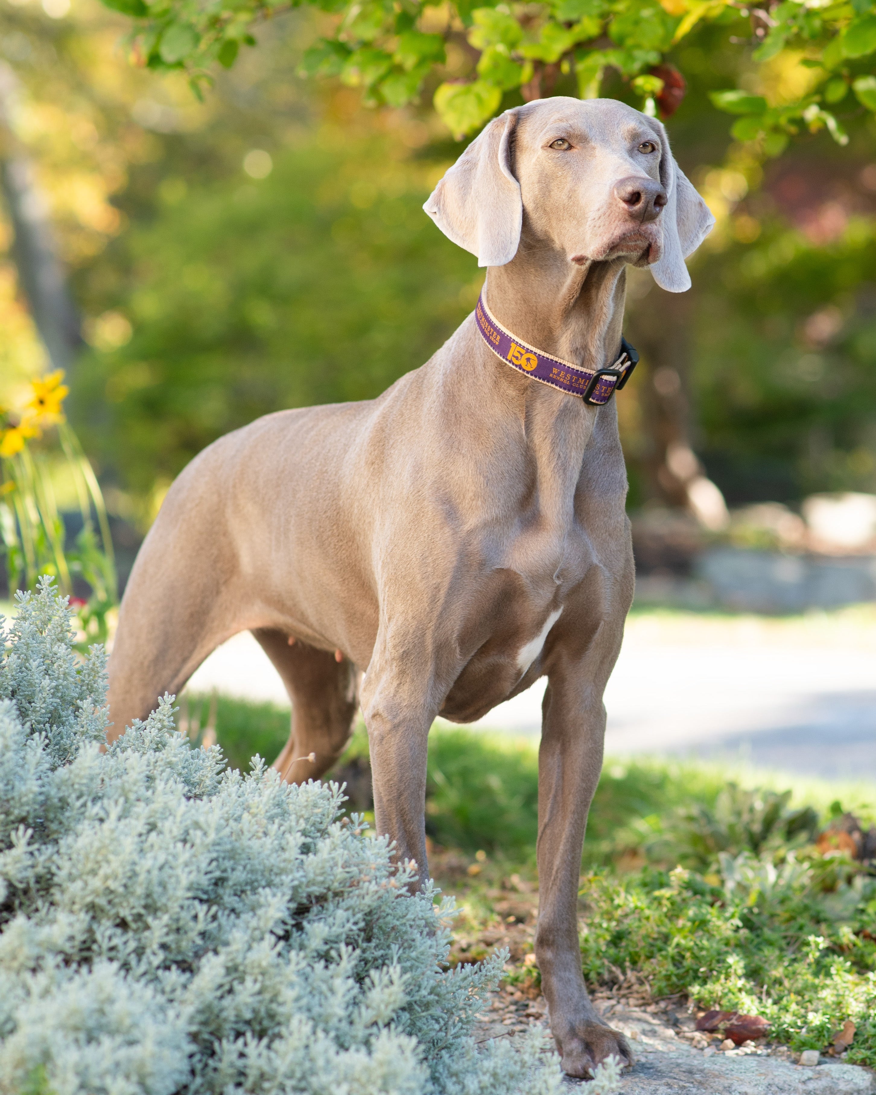 Westminster 150th Anniversary Dog Collar
