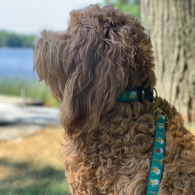 Beer Dog Collar and Beer Lead Leash