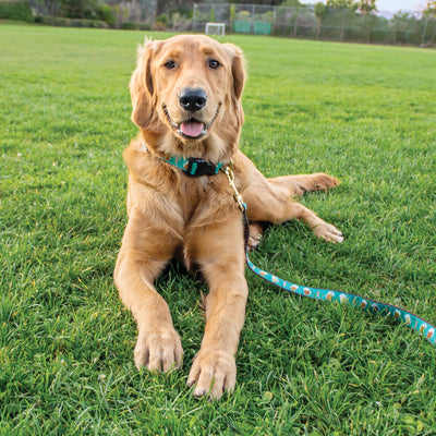 Beer Dog Lead Leash and Collar