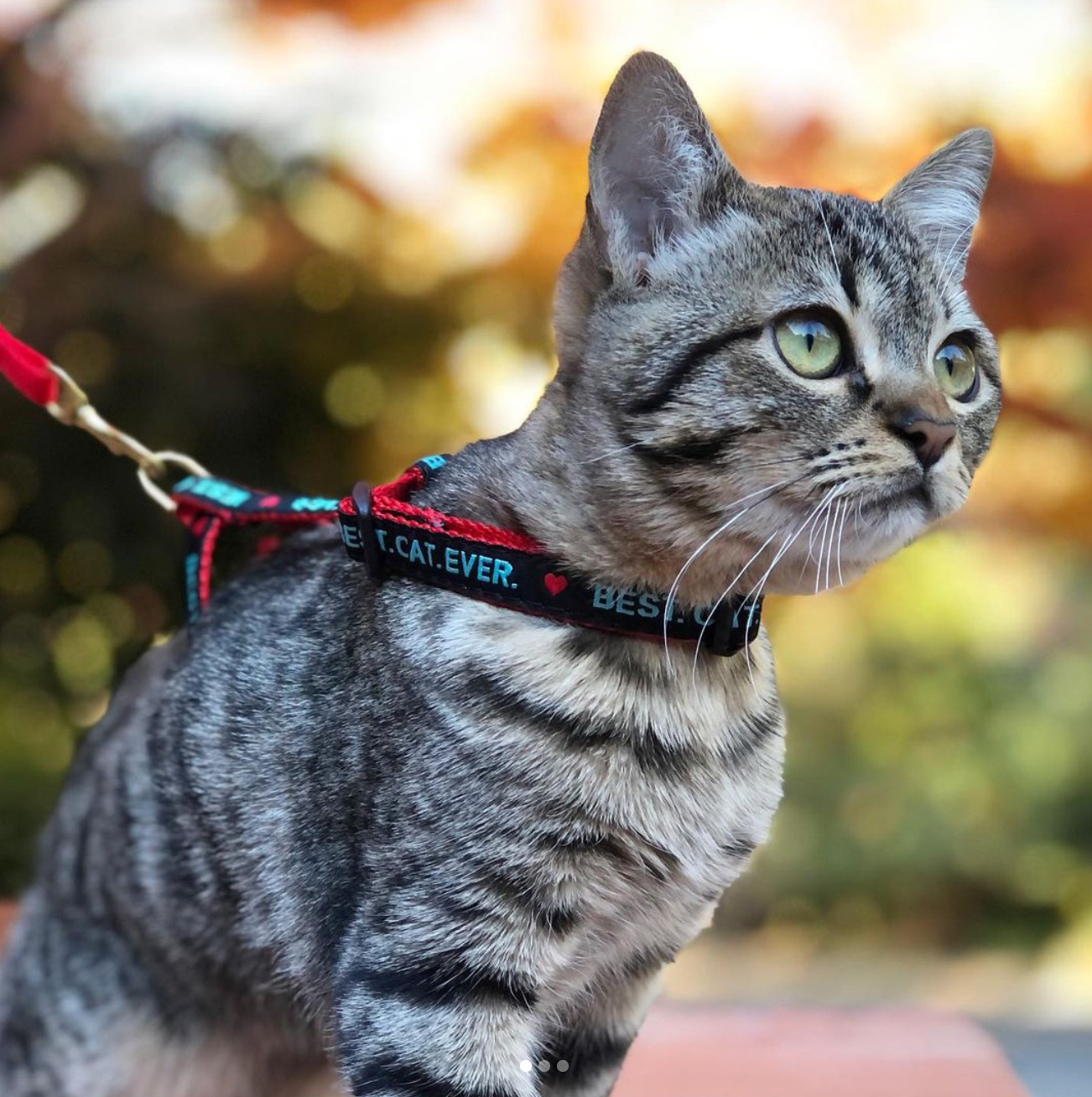 Up Country - Best Cat Ever Cat Harness Set – Up Country Inc