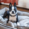 Boston Terrier in a dog bed wearing an Up Country Black Tartan Plaid Dog Collar