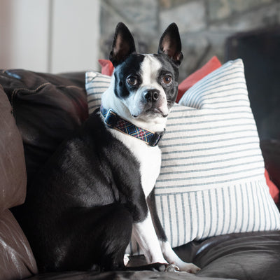 Boston Terrier sitting on a sofa wearing an Up Country Black Tartan Plaid Dog collar 