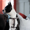 Black Tartan Dog Harness