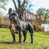 Black and Aqua Dot Dog Lead