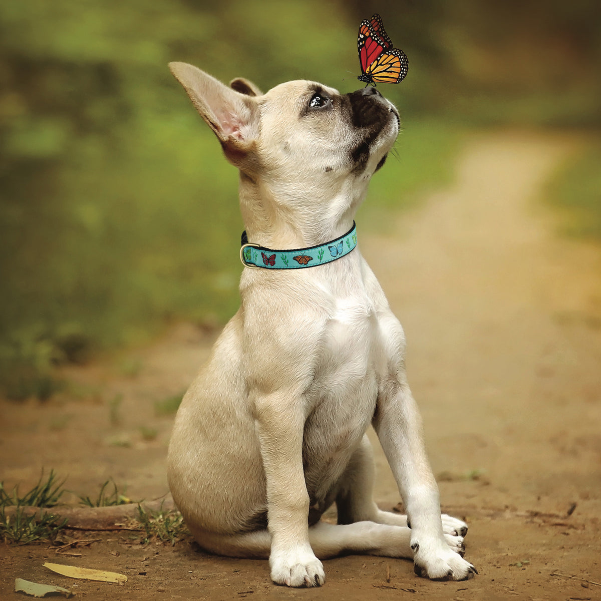 Up Country Butterfly Effect Dog Collar Up Country Inc