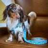 Coffee Nut Dog Harness