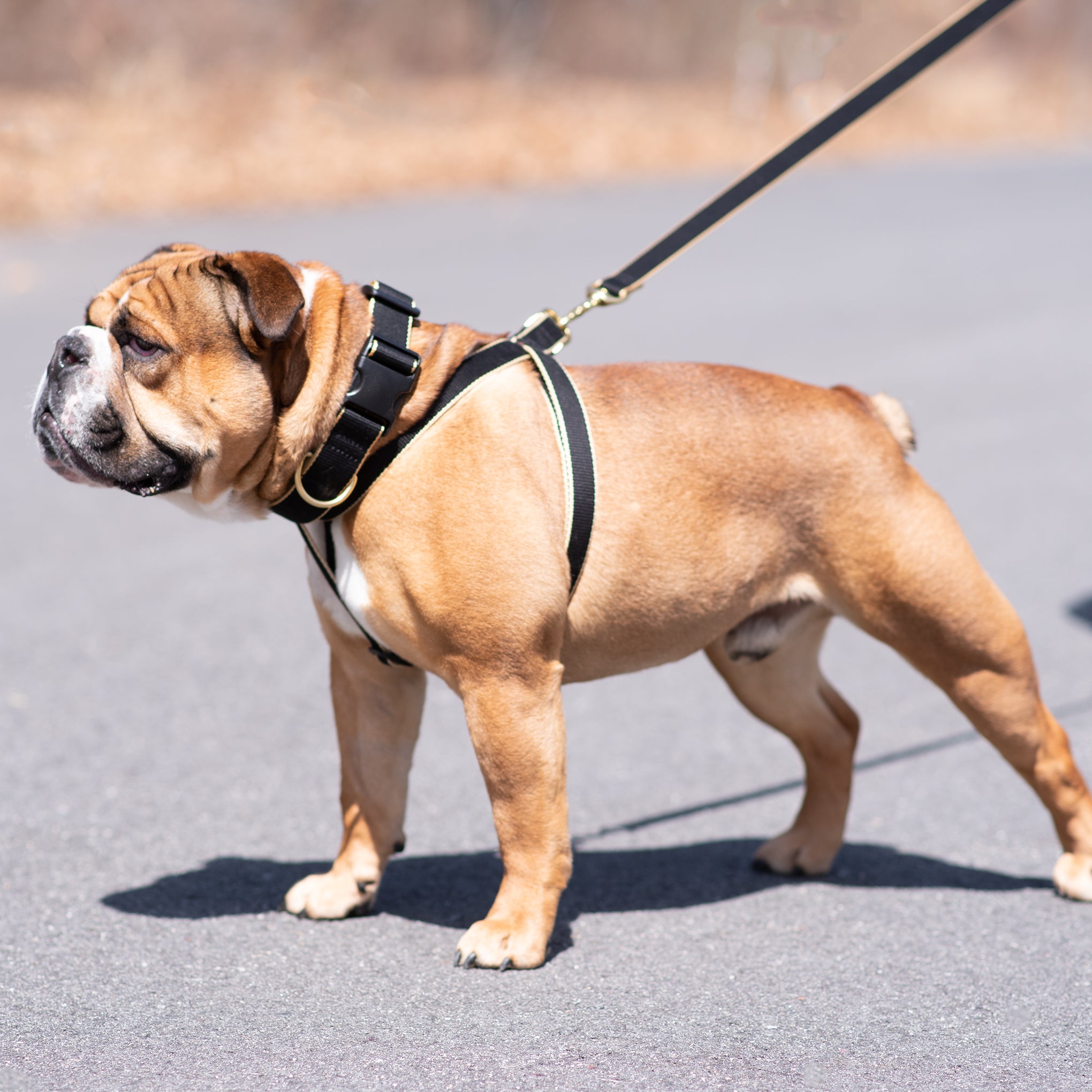 Up Country - Color Market Extra Wide Dog Collar 1.5