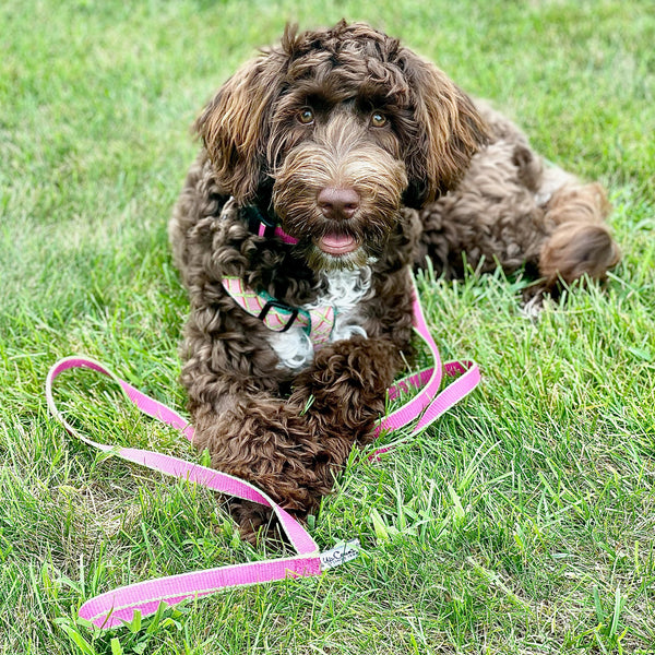 Color Market Dog Lead