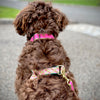 Coral Gables Dog Harness