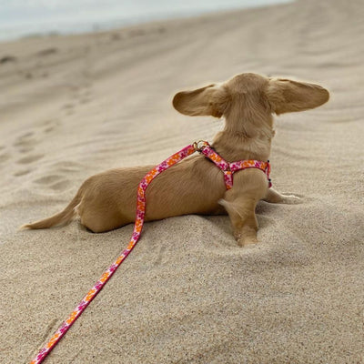 Flower Power Dog Lead