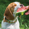 One in a Melon Dog Collar