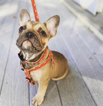 Foxy Dog Harness