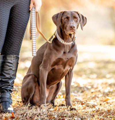 Gray Buffalo Check Dog Lead