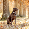 Gray Buffalo Check Dog Collar