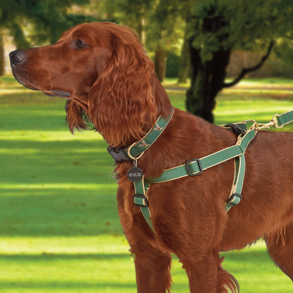 Color Market Dog Lead