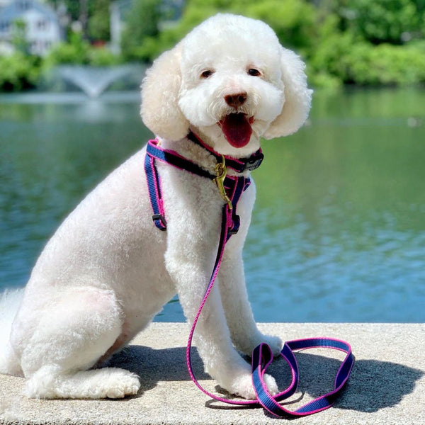 Color Market Dog Harness